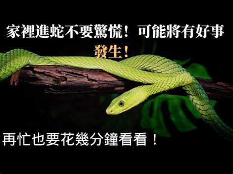 出門看到蛇|看到蛇代表什麼預兆？動物行為學專家告訴你